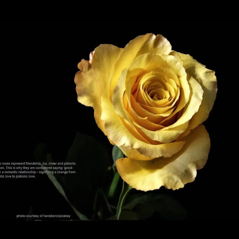 2027 Rose Calendar Beautiful Flower Photography Floral Garden Wall Calendar Gift